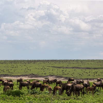 Jour 4 :  Serengeti - Ngorongoro