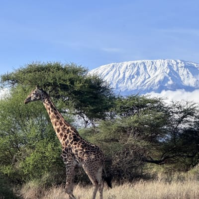 Amboseli
