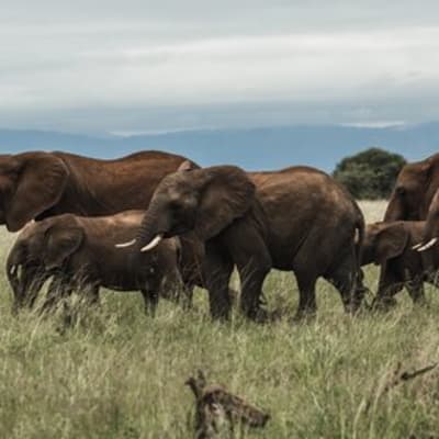 D'ARUSHA AU PARC NATIONAL DE TARANGIRE
