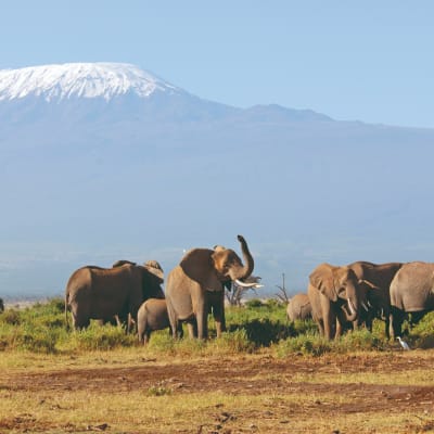Moshi - Parc national du Kilimandjaro