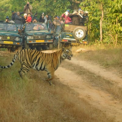 À Bandhavgarh