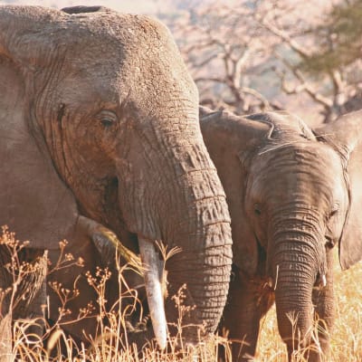 Le Parc national de Tarangire; Safari à pied