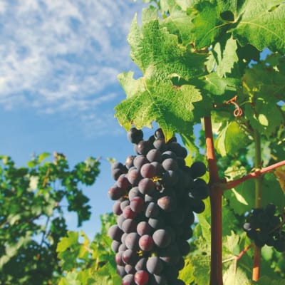 Visite des vignobles