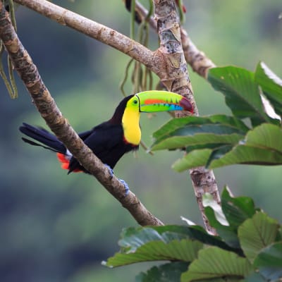 Fleuve Pacuare
