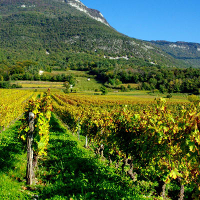 Vignobles et gastronomie