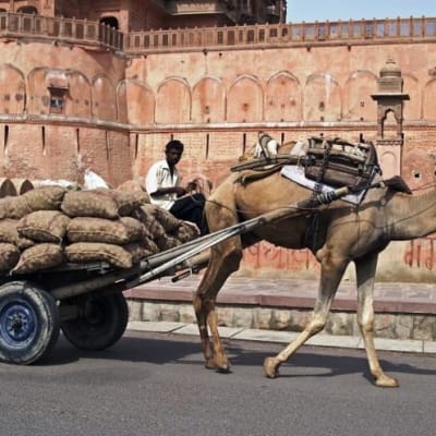 Mandawa - Bikaner - 200 km