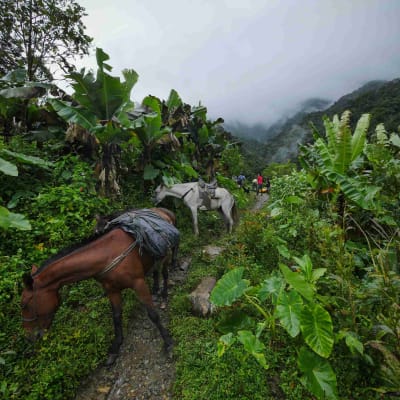 Le Meta et les llanos Orientales