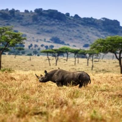 Route vers le parc national du lac Nakuru. 250 Kms - 4-5heures.