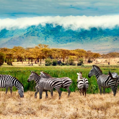 Des hauts plateaux du Karatu Ngorongoro au parc national du Serengeti