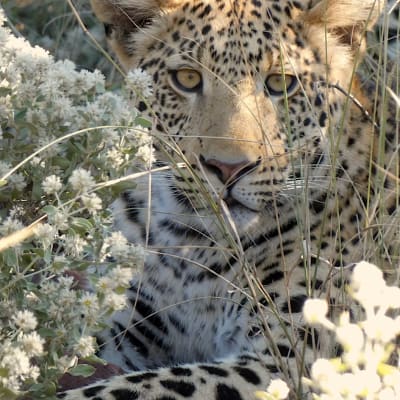 WINDHOEK - REHOBOTH - MARIENTAL (Kalahari)