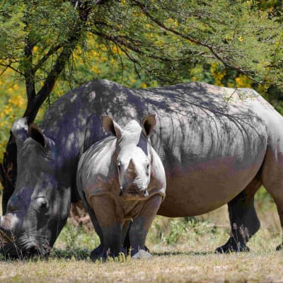 Parc national de Matobo