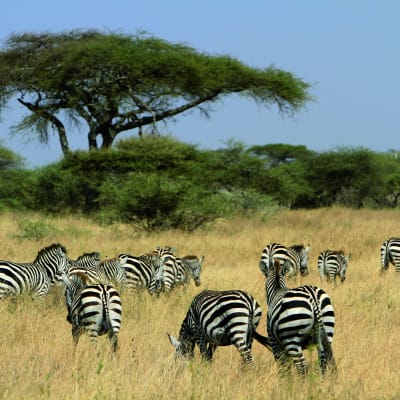 Safari complet dans le parc national du Serengeti central.