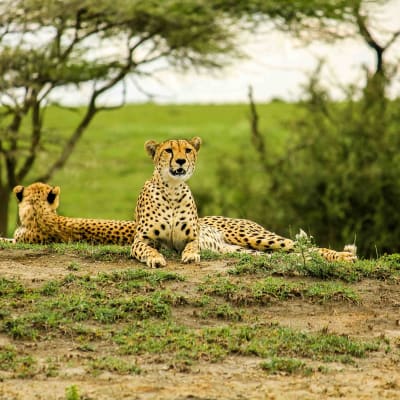 Parc national de Tarangire
