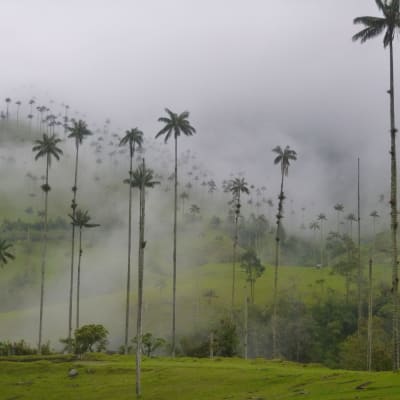 Vallée du Cocora et réserver Acaime