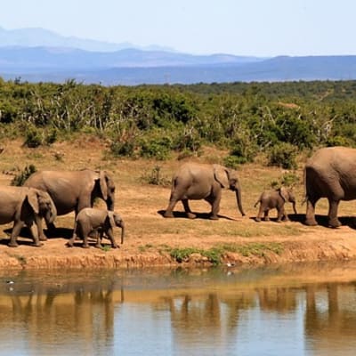 Parc national du Serengeti