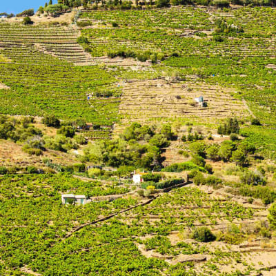 Collioure, sur les pas des impressionnistes - Collioure