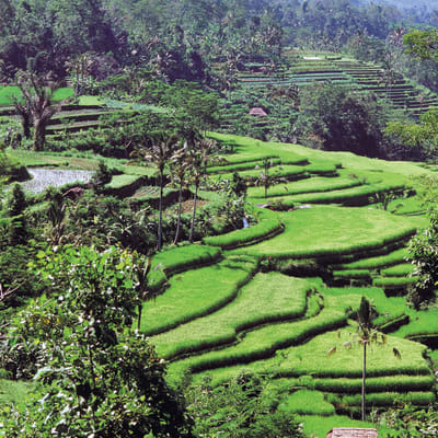 Rizières de Jatiluwih, le parc aux papillons et le temple de Pura Danu Bratan