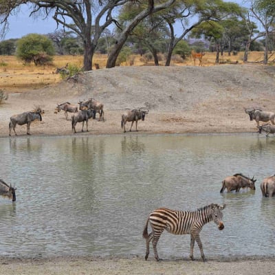 Parc national du Lac Manyara