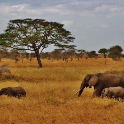 Safari dans le parc national de Tarangire