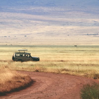 Du Serengeti au parc national de Ngorongoro