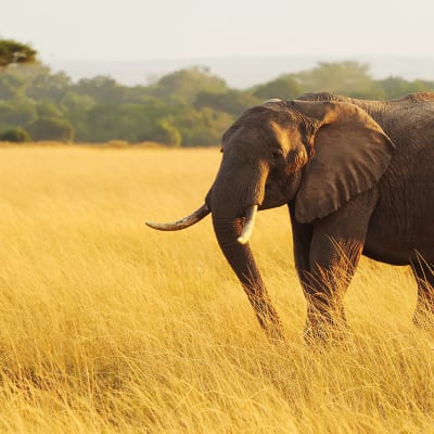 Réserve nationale du Masai Mara, retour à Nairobi