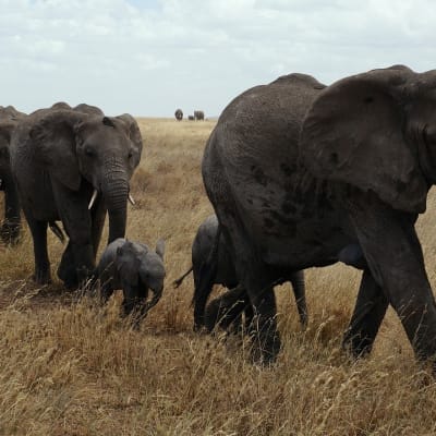 Lac Natron, Parc National du Serengeti