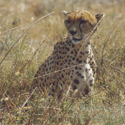 Parc national du Serengeti - Marche sur le bord du cratère du Ngorongoro