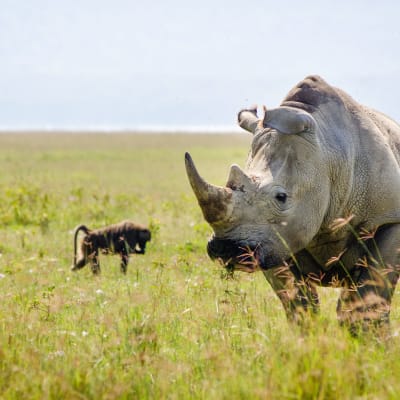 Départ de Nairobi pour Olpejeta Conservancy