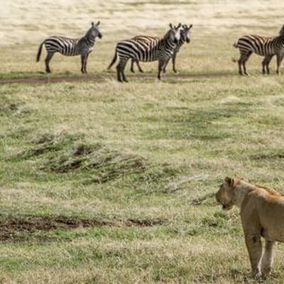 Cratère du Ngorongoro