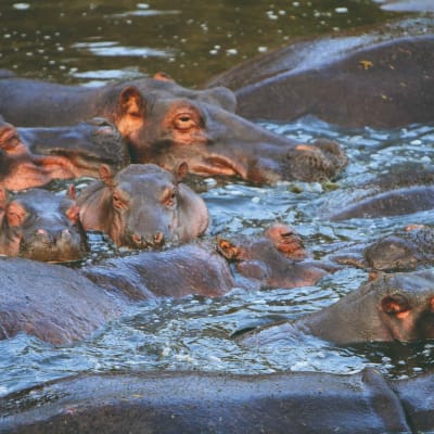 Nord du Serengeti
