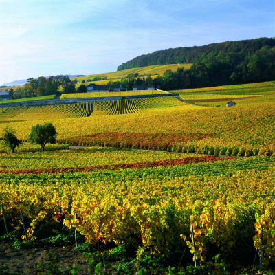 Une journée en Champagne