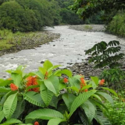 Sur les rives du Sarapiqui