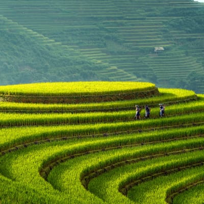 Nghia Lo - Mu Cang Chai