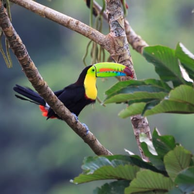 Parc National Tortuguero