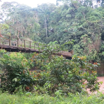 Au cœur de l'Amazonie - réserve Calanoa