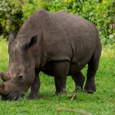 Transfert au parc national de Murchison Falls via Zziwa