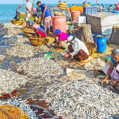 Negombo Galle Ahangama