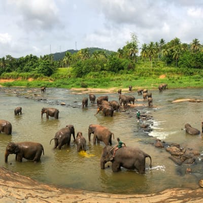 Negombo - Pinnawala - Dambulla - Habarana