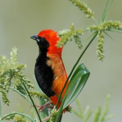 DU SERENGETI AU NGORONGORO