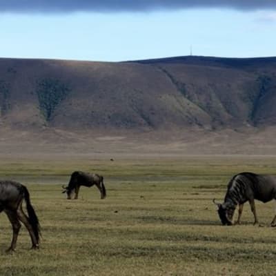 Cratère du Ngorongoro - Parc national du Serengeti