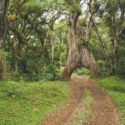 Porte de Machame (1800m) - Refuge de Machame (3000m)