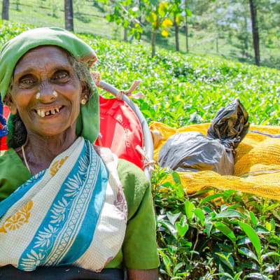Ella - Nanu Oya -  Nuwara Eliya  (Approx. 5 hour drive)