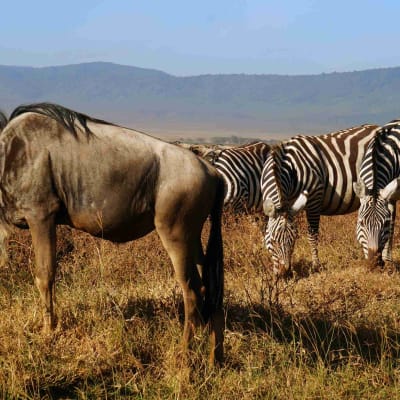 Bienvenue en Tanzanie