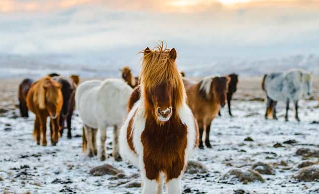 Explorer l'Islande hors des sentiers battus