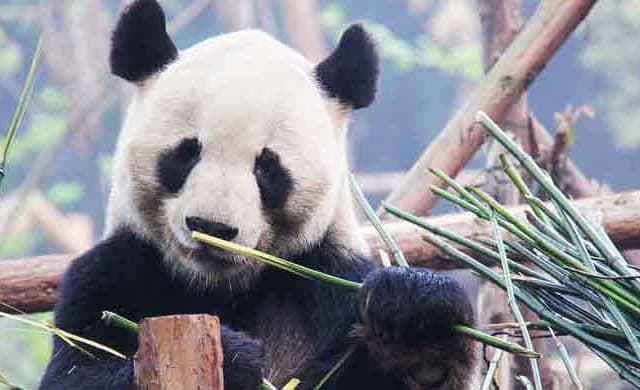 Découvrir la Chine autrement