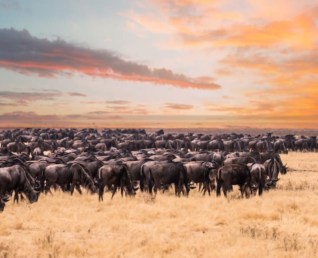 6 jours de safari pour la migration des gnous dans le Serengeti en Tanzanie