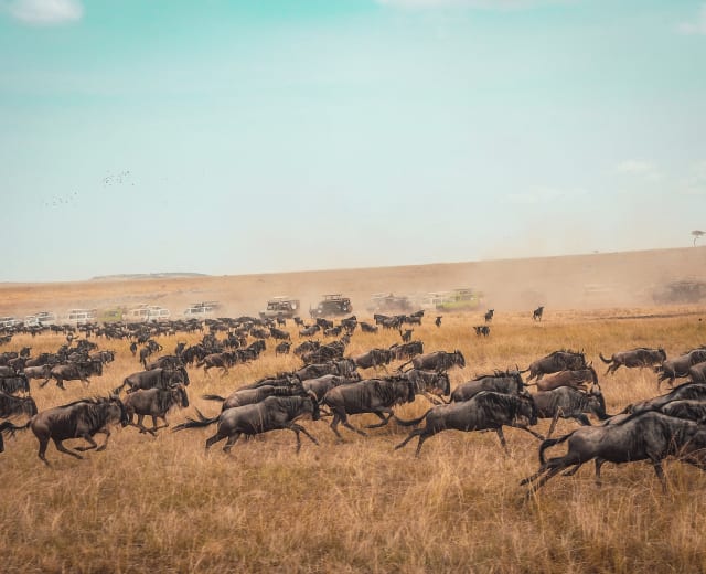 Serengeti et Ngorongoro