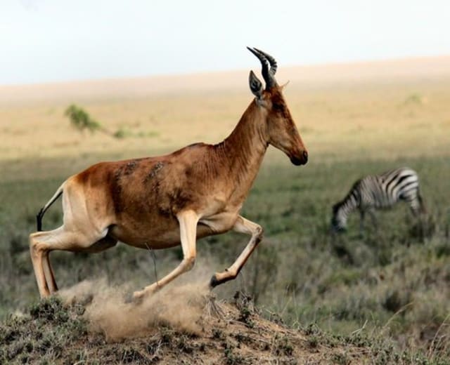 Combiné 11 jours de safari en Tanzanie et au Kenya