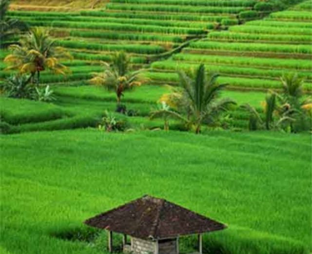 Paradis indonésiens: des rizières de Bali aux plages de Sumba