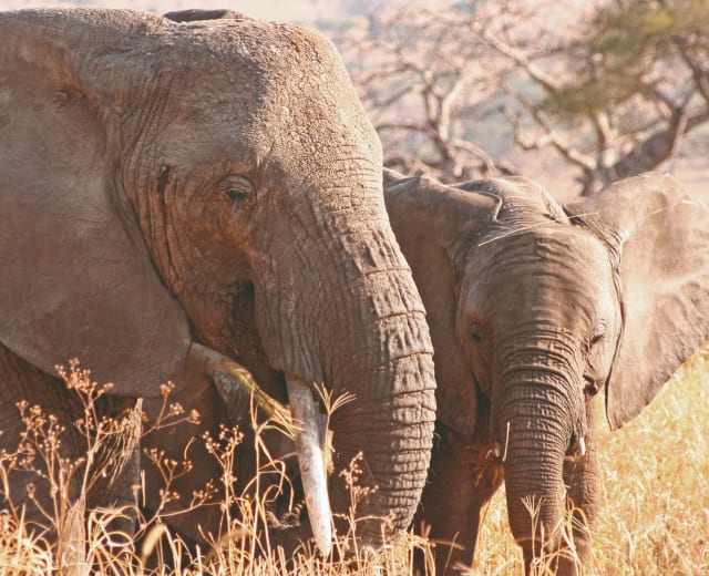 Ngorongoro, Tarangire et Manyara Safari